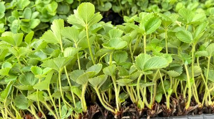 Enraizamiento de plantines